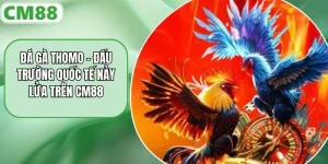 Đá Gà Thomo - Đấu Trường Quốc Tế Nảy Lửa Trên CM88